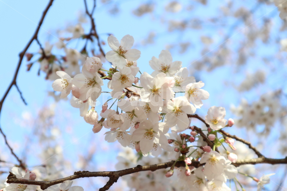 벚꽃,하늘,꽃,벚꽃나무,봄,자연,벚꽃축제,식물,flower,cherryblossom,나무,흰색