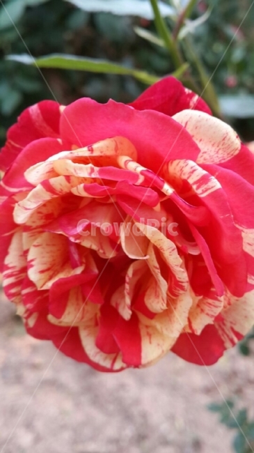 장미,붉은색,빨간장미,빨간꽃,꽃,이쁜,한송이,피어나다,정열,자연,봄,rose,red,redrose,flower,redflower,beauty,nature,spring,식물,자연,plants,nature,꽃,flower