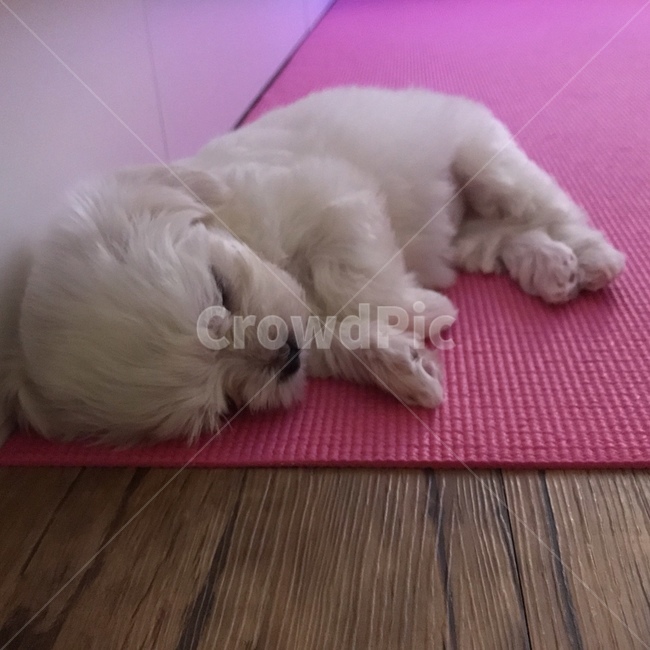 pet,animal,동물,dog,white,maltese,baby,포유류,반려견,강아지,sleeping,동물,animal,포유류,mammal,개,강아지,dog,doggy