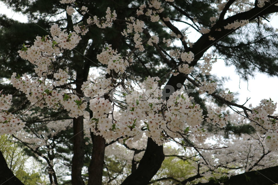 벚꽃,나무,봄,꽃,풍경,봄,계절,spring,season,식물,자연,plants,nature,꽃,flower,plant,blossom