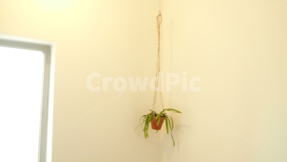 plant,화분,식물,카페,hangingplant,hanging,hangingplants