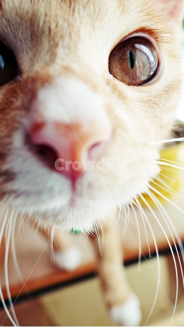 고양이,cat,pet,동물,수염,동물,animal,포유류,mammal,고양이,cat,kitten,kitty