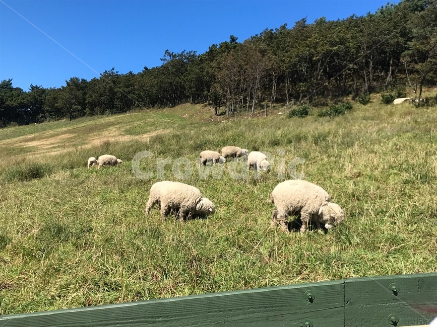 animal,동물,포유류,grassland,양,sheep,nature,들,field,outdoors,목초지,ranch,grazing,방목,rural,countryside,농촌,farm,농장