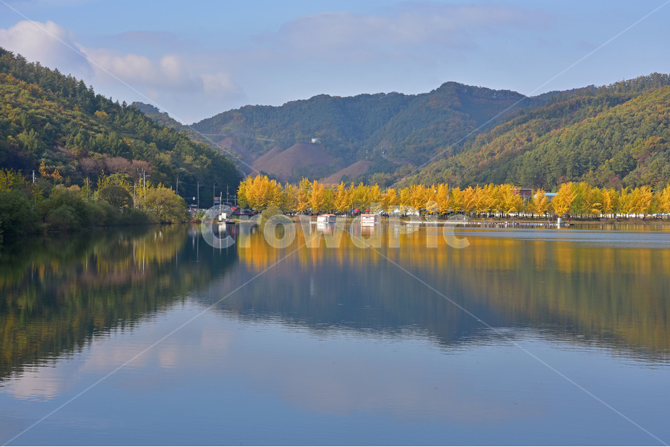 nature,자연,lake,호수,은행나무,가을,호수풍경,가을풍경,반영,호수반영,자연,풍경,nature,landscape,한국자연풍경,한국자연경관,korea nature landscape