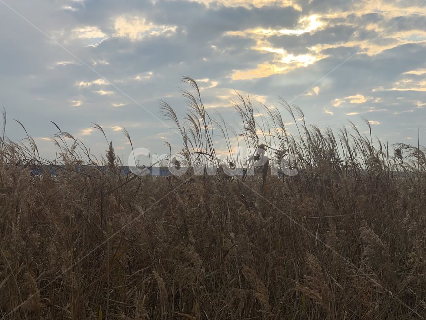 grass,plant,식물,lawn,잔디,reed,갈대,갈대밭,가을,가을하늘,하늘,sky,autumn