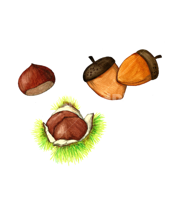 food,음식,nut,너트,도토리,밤,밤송이,수채화,가을수채화,chestnut,가을,계절,fall,autumn,season,그래픽,일러스트레이션,graphic,illustration