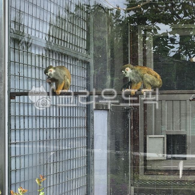 원숭이,다람쥐원숭이,동물원,동물,monkey