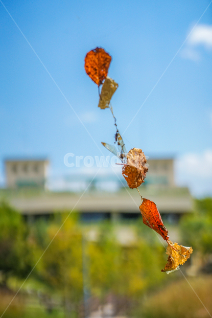 낙엽,단풍,가을,잎새,잎,나뭇잎,감성,자연,가을,계절,fall,autumn,season
