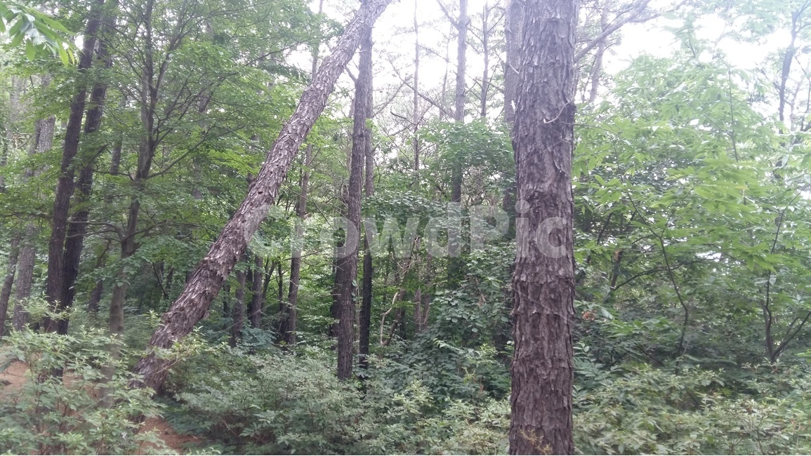 향적산,등산,숲,나무,산책,자연,풍경,nature,landscape,식물,plants,나무,trees,wood,vegetation,초목,plant,tree,forest,outdoors,옥외,land,땅,woodland,삼림지,grove,작은 숲