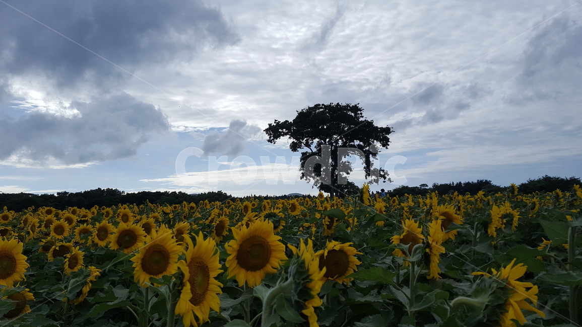 해바라기,꽃,흐린하늘,꽃밭,해바라기밭,하늘,식물,자연,plants,nature,꽃,flower