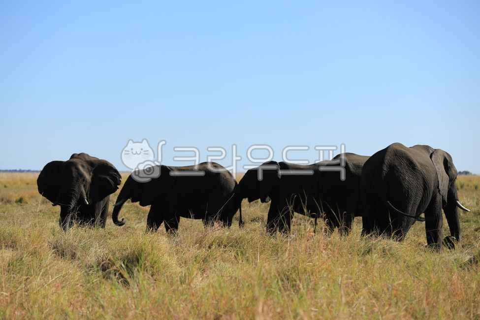 코끼리,elephant,동물,초식동물,아프리카코끼리,animal