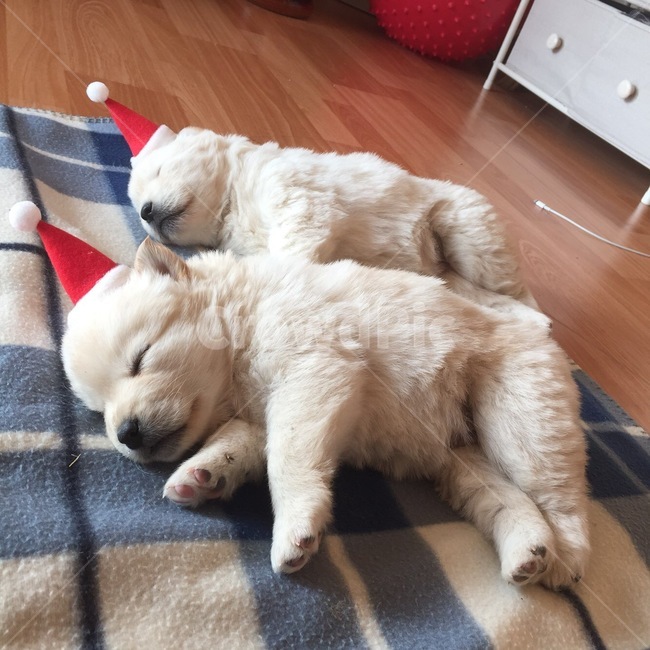 강아지,잠자는,개,dog,puppy,백구,새끼강아지,동물,animal,포유류,mammal,개,강아지,dog,doggy