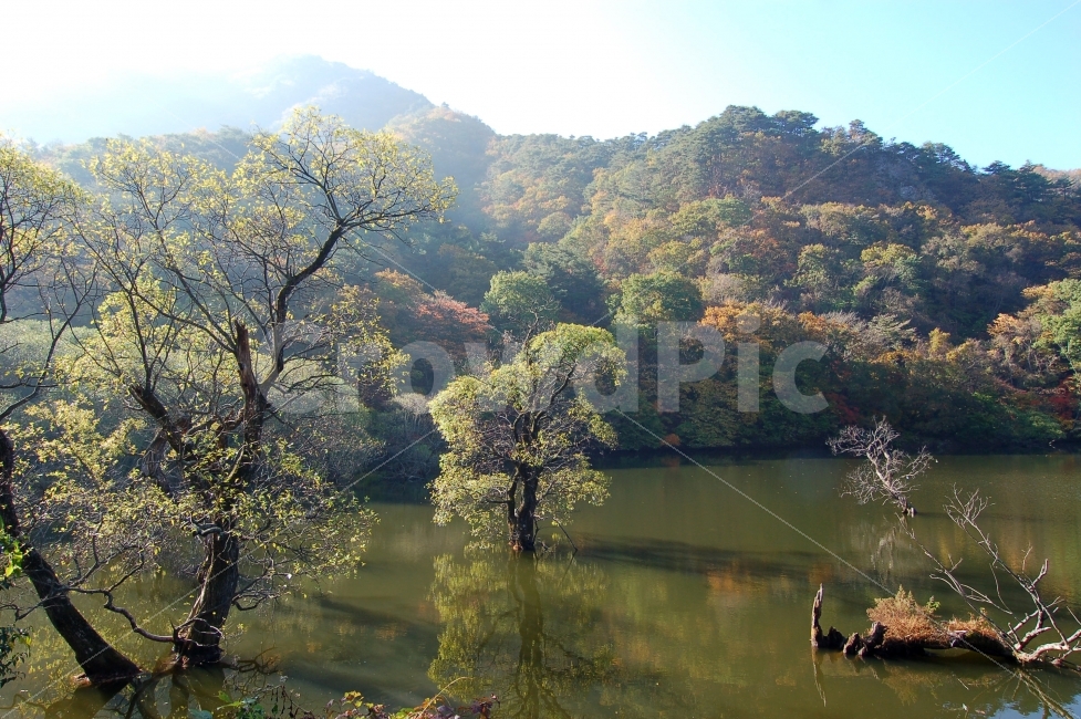 주산지,저수지,호수,나무,왕버들,풍경,가을,단풍,산,숲,자연,반영,물,풍경사진,풍경이미지,청송군,경상북도,한국,가을,계절,fall,autumn,season,자연,풍경,nature,landscape,한국자연풍경,한국자연경관,korea nature landscape,식물,plants,나무,trees,wood,outdoors,옥외,water
