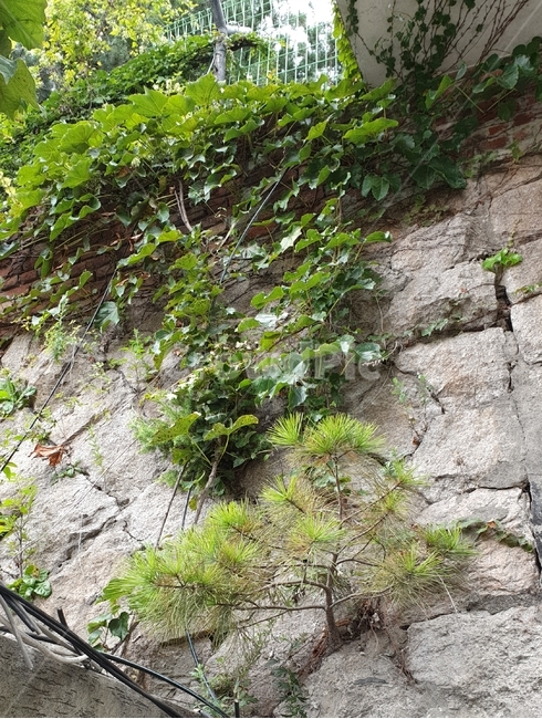 nature,자연,옥외,돌벽,틈새,소나무