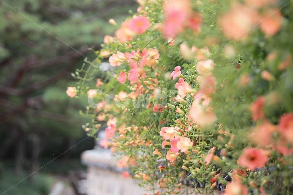능소화,여름꽃,주황색,꽃,감성,식물,자연,plants,nature,꽃,flower