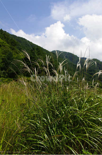 식물,flower,plant,억새,구름,하늘,풀,가을,계절,fall,autumn,season,자연,풍경,nature,landscape,식물,plants,grass,잔디,lawn,reed,갈대