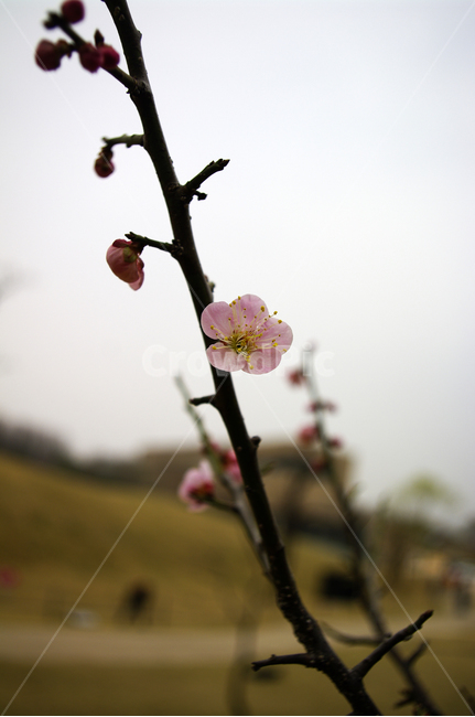 봄,spring,계절,식물,plant,자연,nature,꽃,flower,매화,식물,자연,plants,nature,꽃,flower