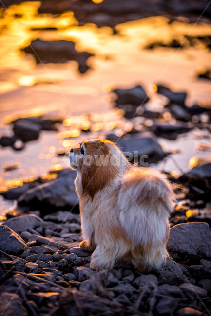 evening scenery,dusk,sea,light reflection,beautiful,prop,water surface,golden light,setting sun,waterside,Puppy,riverside,cute back view,stone,orange,emotion,sunset,animal,looking,staring,river,glow