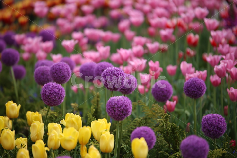 꽃,보라색,노란색,꽃밭,flower