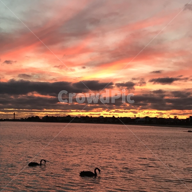 dusk,황혼,감성사진,outdoors,옥외,nature,자연,redsky,붉은하늘,dawn,새벽,sky,하늘,sunset,백조,일몰,바다,해변,블랙스완,스완,구름