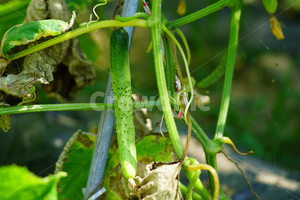 오이,야채,채소,식재료,식자재,농촌,밭,농장,밭농사,자연,field,farm,vegetable,greens,nature,cucumber,신토불이,식물,plant,시골,country,덩굴식물,넝쿨,농산물,농작물,농업,6월,june,여름,summer,음식,식재료,요리,food,cook,meal,dishes,food reserves,채소,야채,vegetables