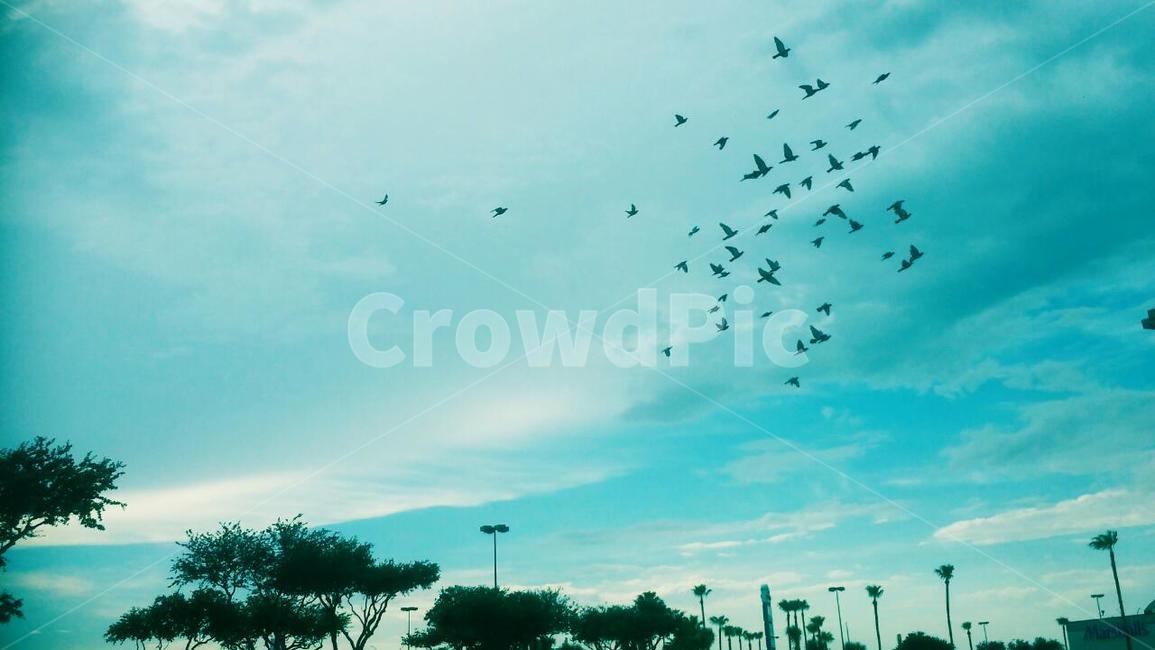 animal,flock,하늘,sky,감성