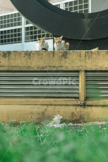 동물,고양이,길냥이,새끼고양이,귀여움,animal,cats,cute,동물,animal,포유류,mammal,고양이,cat,kitten,kitty