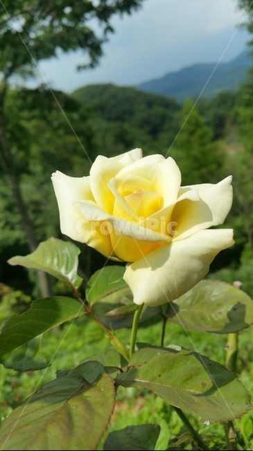 장미,식물,꽃,rose,자연,식물,자연,plants,nature,꽃,flower