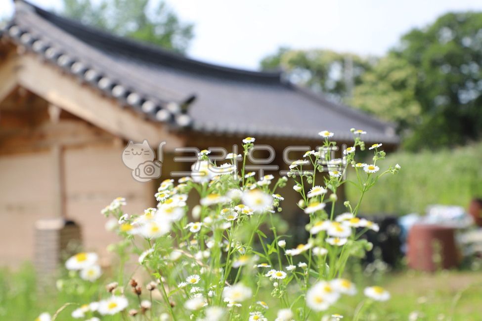 old house,garret,folk village,inside,comfort,flower,Items not in use,Old thoughts,Asansi,wood,backyard,Emotion,Chungcheongnamdo,Oeam Folk Village
