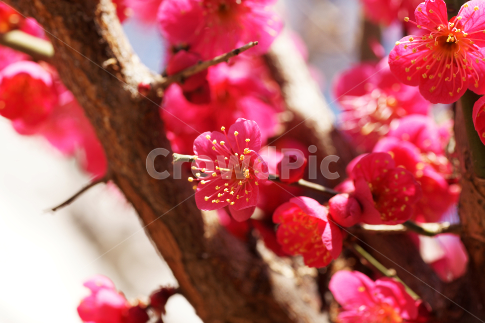 홍매화,매화,붉은색,봄,계절,봄,계절,spring,season,식물,자연,plants,nature,꽃,flower,plant