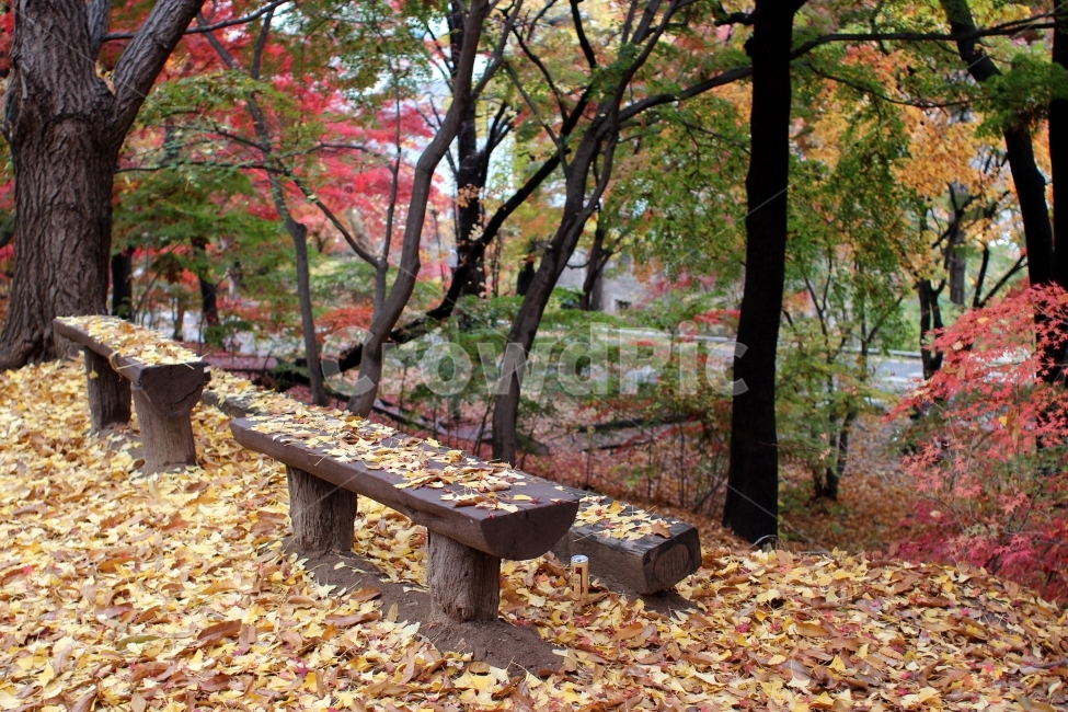 낙엽,은행잎,나뭇잎,가을낙엽,가을,교정,가을,계절,fall,autumn,season,bench,벤치,furniture,가구,tree,나무,plant,식물