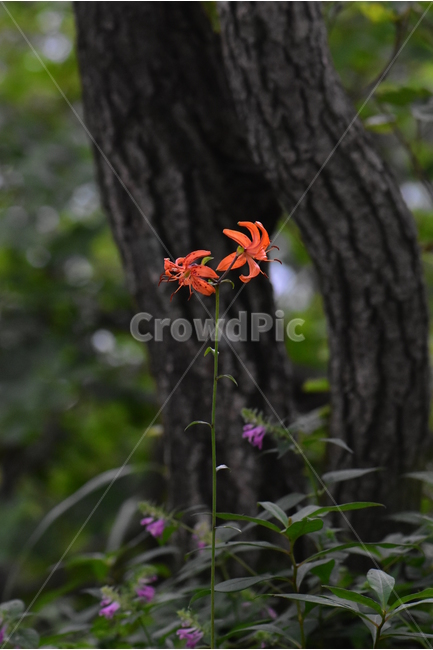 말나리,야생화,식물,자연,꽃,생태,힐링,플라워,wildflower,flower,plants,nature,season,감성,느낌,emotion,feeling,여름,여러해살이풀,산형과,백합과,백합속,주황색,식물,자연,plants,nature,꽃,flower