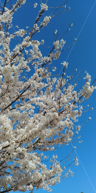 벚꽃,봄,봄꽃,꽃,꽃나무,벚꽃나무,봄,계절,spring,season,plant,식물,blossom,flower