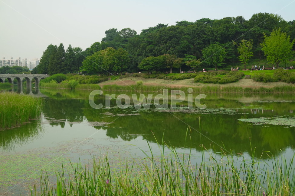 올림픽공원,공원,강,호수,물,자연,생태,생태계,초록색,초록빛,water,nature,green,river,lake,park,scenery