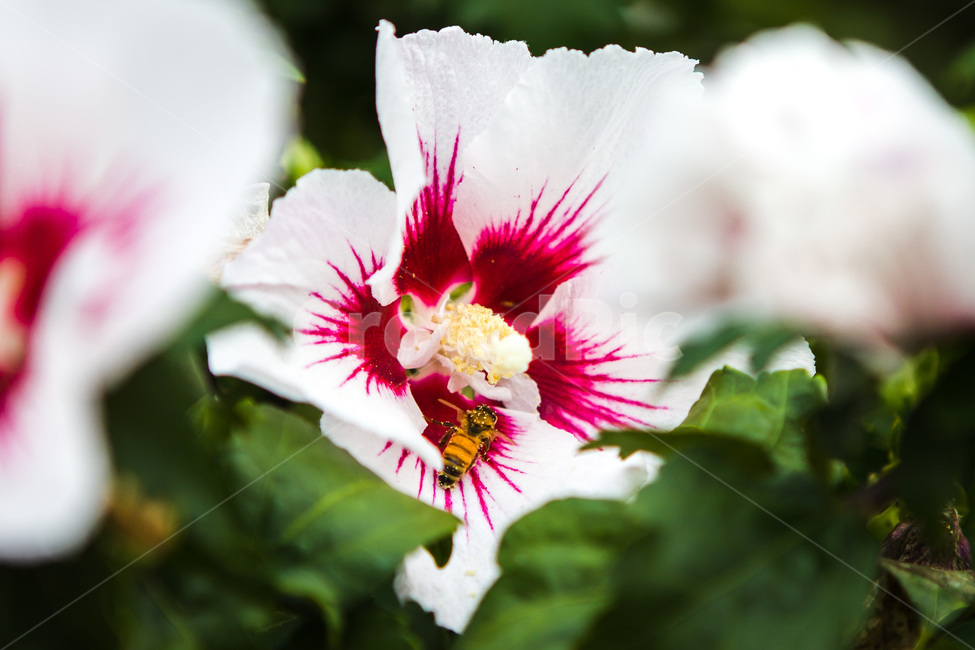 무궁화,국화,나라꽃,꽃,flower,화분,pollen,식물,plant,blossom,geranium,제라늄,꿀벌,꽃과벌,식물,자연,plants,nature,꽃,flower
