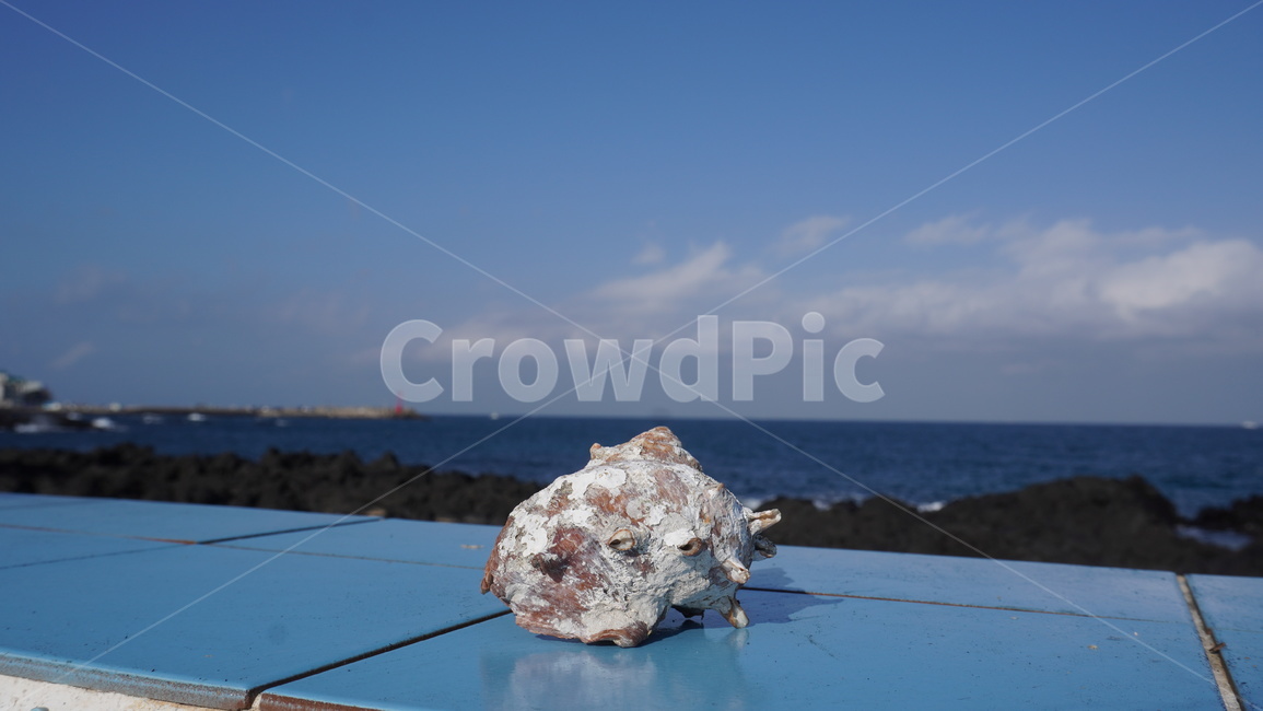 소라,제주,바다,푸른바다,제주소라,제주바다,파도,푸른,sea,blue,conch,jeju,jejuisaland,island,nature,sky,beach,summer,winter,cool