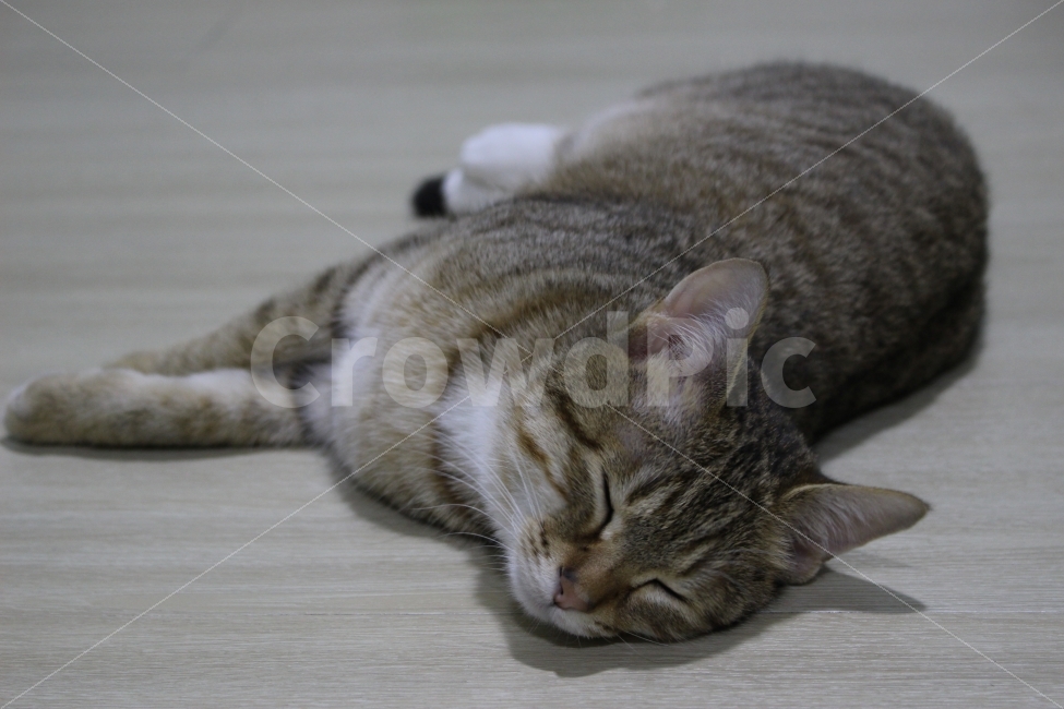 고양이,반려동물,유기묘,길냥이,애완동물,cat,pet,kitten,아기고양이,코숏,코리안숏헤어,동물,animal,고양이,cat,kitten,kitty,포유류,mammal
