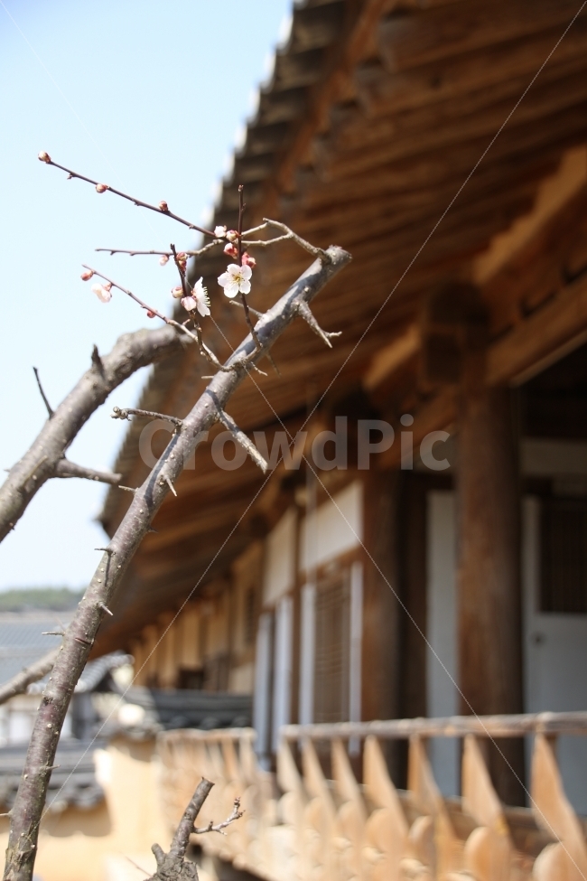 안동,기와,벚꽃,기와집,가을,식물,자연,plants,nature,한국전통,한국문화,korean traditional,korean culture,봄,계절,spring,season,꽃,flower
