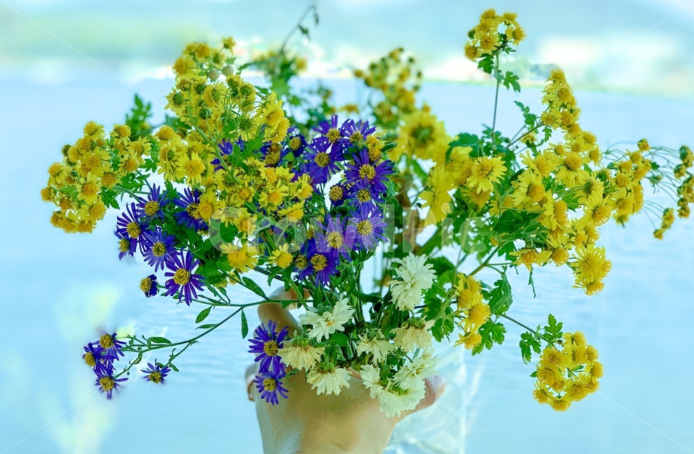 식물,꽃,blossom,flower,국화,노랑,보라,흰색,식물,자연,plants,nature,꽃,flower