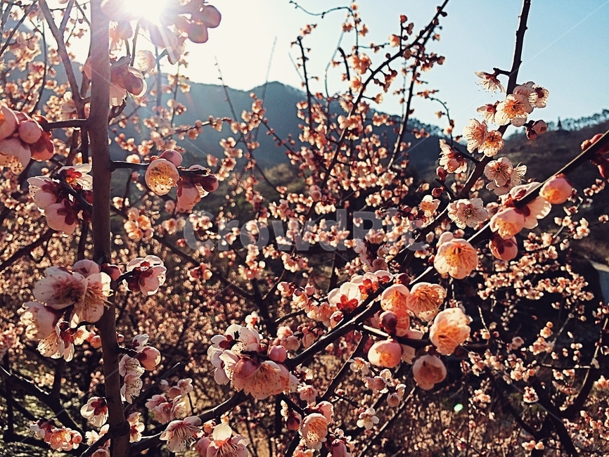 꽃,매화,봄꽃,매화꽃,flower