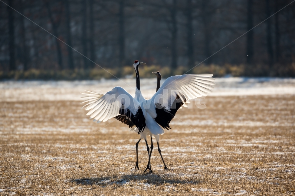 두루미,조류,구애춤,단정학,두루미가족,자연,풍경,겨울,계절,winter,season,동물,animal,조류,새,birds