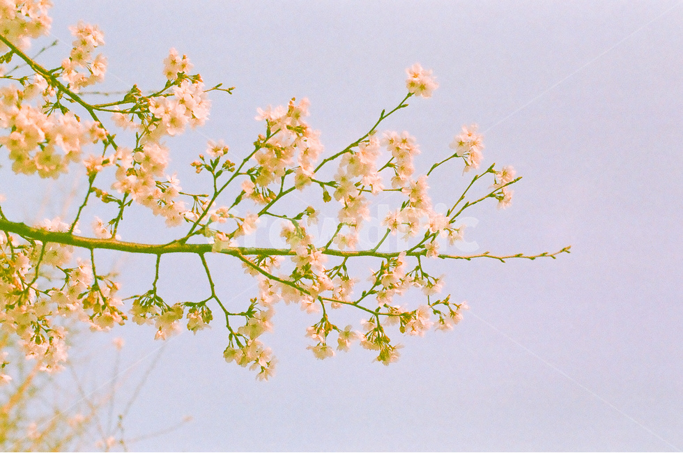 봄,벚꽃,cherryblossom,flowers,꽃,식물,자연,plants,nature,꽃,flower