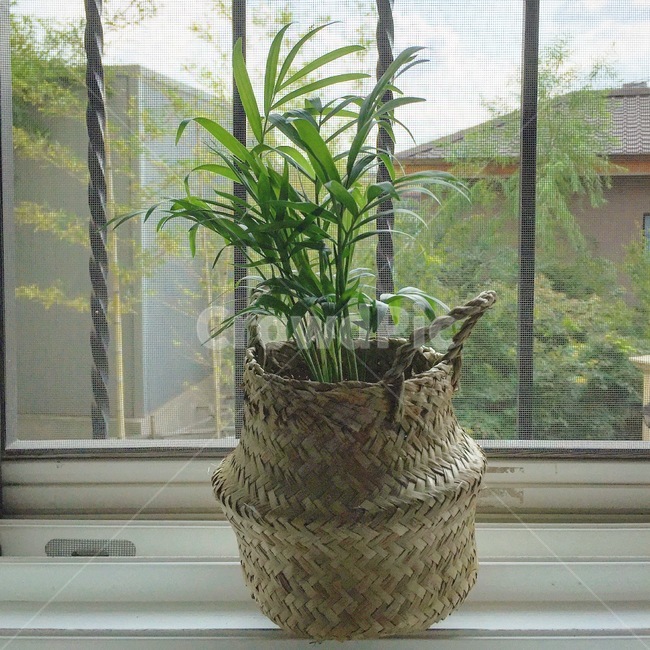 nature,자연,화분,plant,식물,테이블야자
