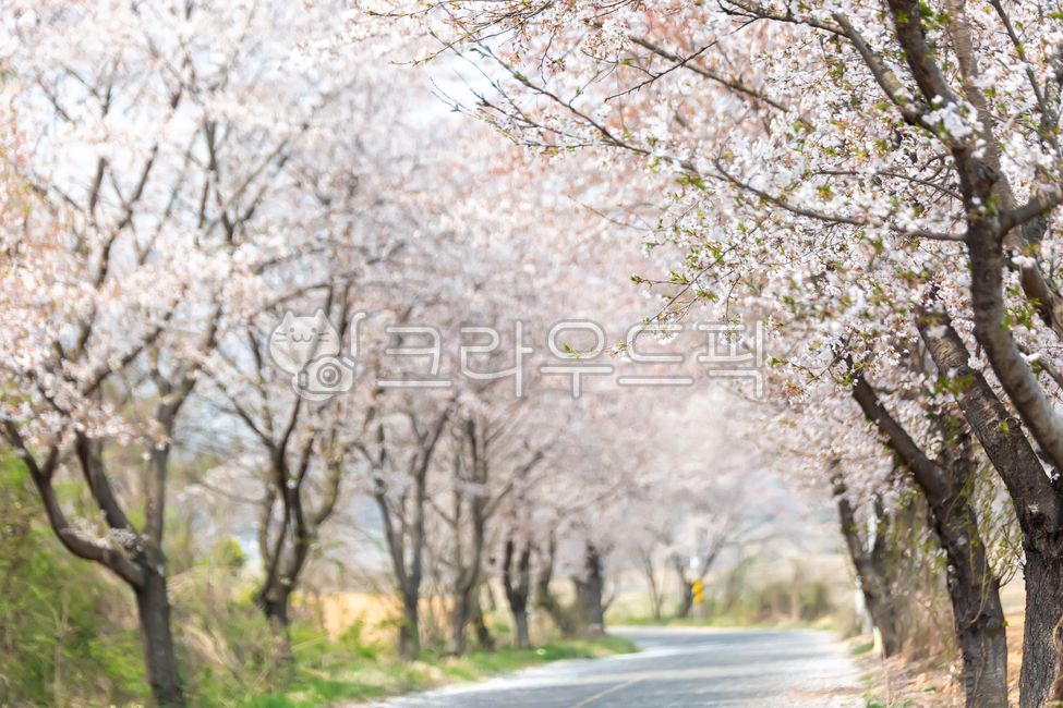 forest,Cherry Blossom,cherryblossom,branch,flower,spring flowers,spring,outdoor,White,petal,white,colonnade,plant,road name,season