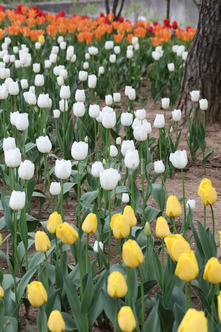꽃,튤립,꽃길,꽃밭,봄,계절,공원,자연,풍경,색깔,flowers,tulips,spring,field,park,landscape,nature,colors,colorful,season,봄날,봄,계절,spring,season,식물,자연,plants,nature,꽃,flower,plant,blossom