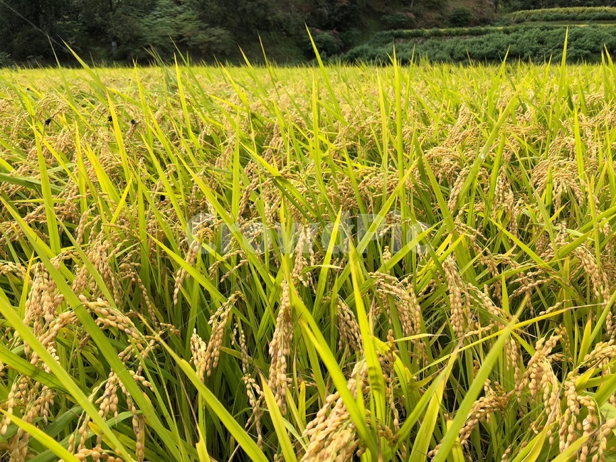 벼,이삭,쌀,농사,논,밭,시골,농촌,농작물,추수,가을,식물,자연,풍경,수확,한국,밥,농부,rice,food