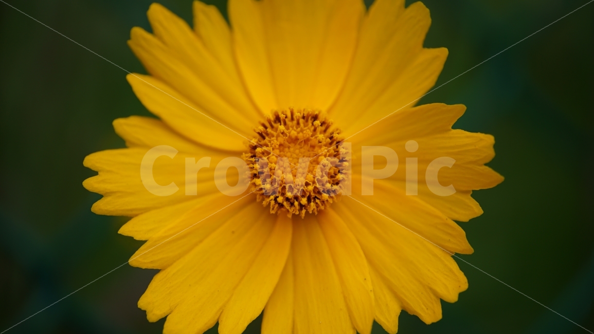 금계국,꽃,플라워,자연,식물,flower,nature,꽃사진,접사,macro,풍경,landscape,plants,식물,자연,plants,nature,감성,sensible,feeling,꽃,flower