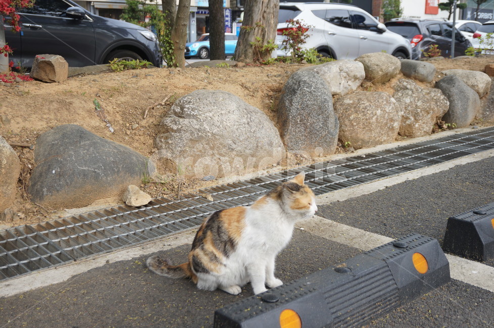 고양이,치즈태비,그루밍,cat,동물,애완묘