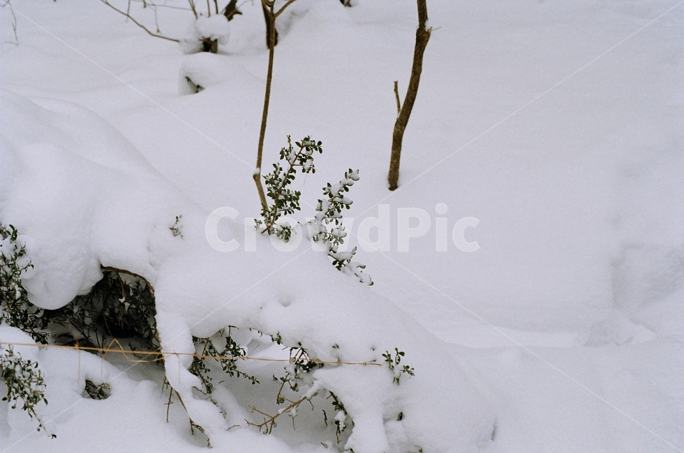 필름사진,제주도,한라산,눈,겨울,겨울,계절,winter,season