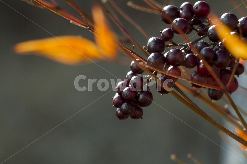 fruit,Spring background,yellow,blackberries,spring,red,bifurcation,leaves,ripe,season,bundle,macro,macros,seasons,green,Fruit,nature,Springbackground,tree,leaf,Red,outdoor,afternoon,blackberry,daylight,plant,garden,sweet,quarter